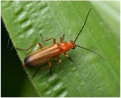 Attēlu rezultāti vaicājumam “Rhagonycha fulva”