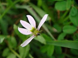 Attēlu rezultāti vaicājumam “Lobeliaceae”