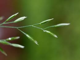 Attēlu rezultāti vaicājumam “Poa nemoralis”