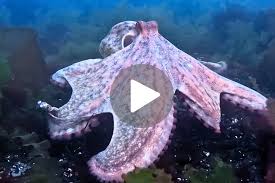 Image result for Ilfracombe Orcas Octopush Club