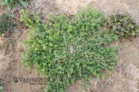 Attēlu rezultāti vaicājumam “Enteridium liceoides young”