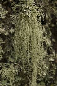 Attēlu rezultāti vaicājumam “Usnea filipendula”