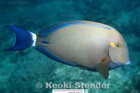 Image result for Acanthurus blochii