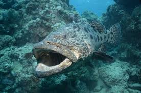 Image result for Epinephelus tukula