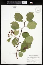 Attēlu rezultāti vaicājumam “Crataegus macracantha”