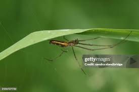 Attēlu rezultāti vaicājumam “Tetragnatha montana”