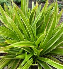 Attēlu rezultāti vaicājumam “Carex scandinavica”