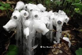 Image result for ギンリョウソウ