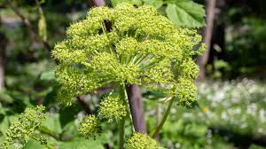 Attēlu rezultāti vaicājumam “Angelica palustris flower”