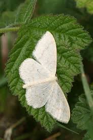 Attēlu rezultāti vaicājumam “Scopula floslactata”