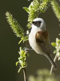 Image result for Remiz pendulinus