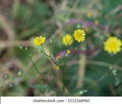 Attēlu rezultāti vaicājumam “Crepis tectorum flower”