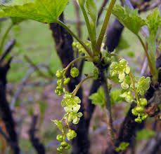 Attēlu rezultāti vaicājumam “Ribes rubrum flower”