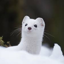 Attēlu rezultāti vaicājumam “Mustela erminea adult”