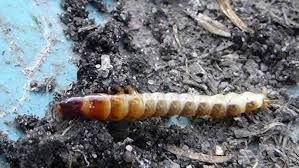 Attēlu rezultāti vaicājumam “Leiodidae larva”