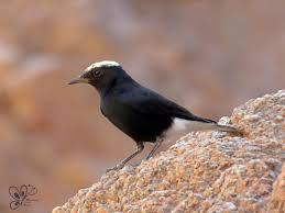 Image result for Oenanthe leucopyga