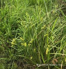 Attēlu rezultāti vaicājumam “Carex loliacea”