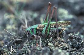 Attēlu rezultāti vaicājumam “Decticus verrucivorus”