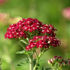 Image result for Achillea millefolium