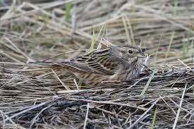 Image result for Emberiza leucocephalos