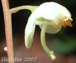 Attēlu rezultāti vaicājumam “Pyrola chlorantha leaf”