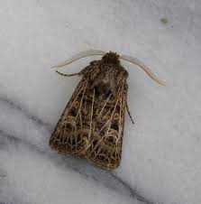 Attēlu rezultāti vaicājumam “Tholera decimalis male”