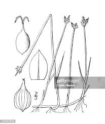 Attēlu rezultāti vaicājumam “Carex chordorhiza”