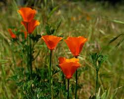 Attēlu rezultāti vaicājumam “Eschscholzia californica fruit”