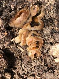 Attēlu rezultāti vaicājumam “Peziza badia”