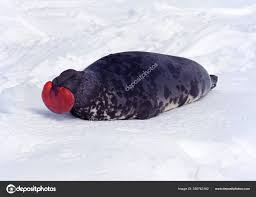 Image result for Cystophora cristata