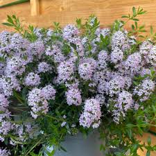 Image result for Bohnenkraut