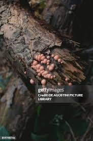 Attēlu rezultāti vaicājumam “Tubiferaceae”