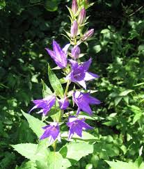 Attēlu rezultāti vaicājumam “Campanula latifolia leaf”