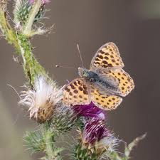 Attēlu rezultāti vaicājumam “Argynnis paphia underside”
