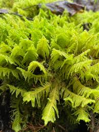 Attēlu rezultāti vaicājumam “Ptilium crista-castrensis sporophyte”