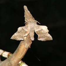 Attēlu rezultāti vaicājumam “Laothoe populi imago”