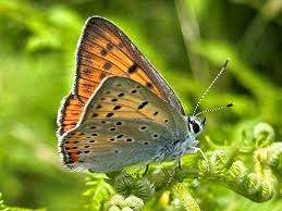 Attēlu rezultāti vaicājumam “Lycaena alciphron”
