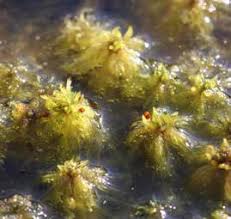 Attēlu rezultāti vaicājumam “Sphagnum cuspidatum”