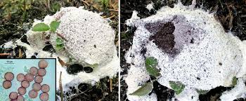 Attēlu rezultāti vaicājumam “Fuligo septica var. candida”