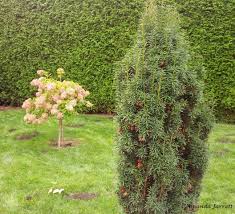 Attēlu rezultāti vaicājumam “Taxus baccata male flower”