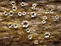 Attēlu rezultāti vaicājumam “Stictis”