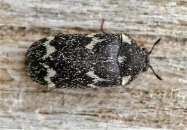 Attēlu rezultāti vaicājumam “Megatoma undata”