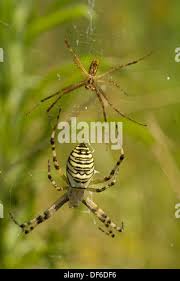 Attēlu rezultāti vaicājumam “Argiope bruennichi female”