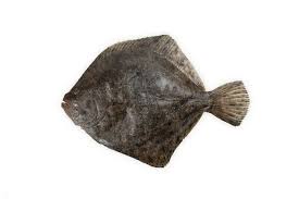 Image result for Paralichthys lethostigma