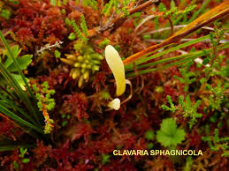 Attēlu rezultāti vaicājumam “Clavaria sphagnicola”