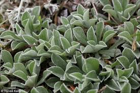 Attēlu rezultāti vaicājumam “Antennaria dioica leaf”