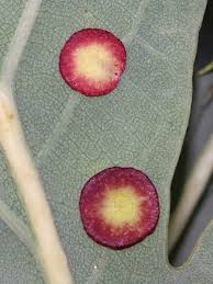 Attēlu rezultāti vaicājumam “Neuroterus albipes”