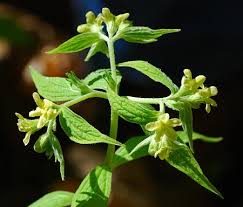 Attēlu rezultāti vaicājumam “Lithospermum officinale flower”