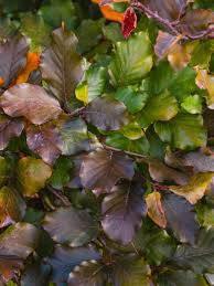 Attēlu rezultāti vaicājumam “Fagus sylvatica fo. purpurea flower”