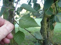 Attēlu rezultāti vaicājumam “Betula pubescens leaf”